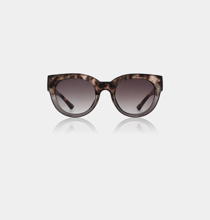 Lilly- Coquina